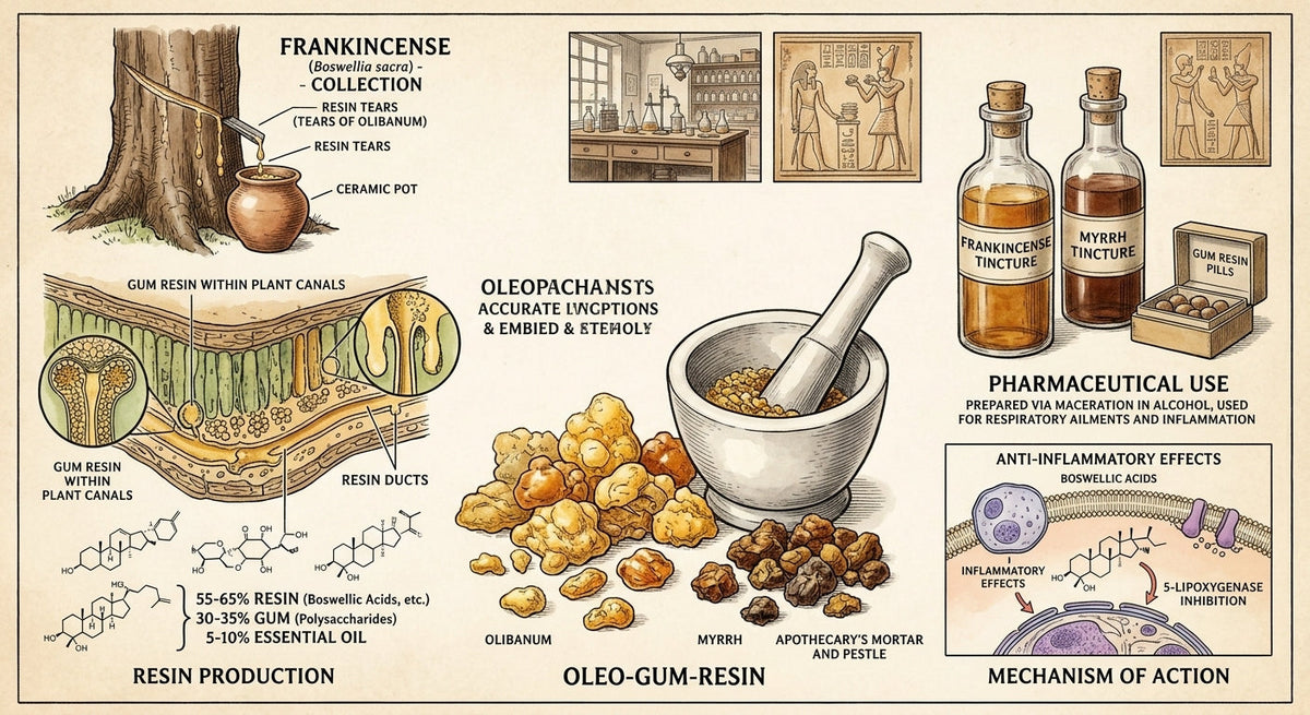 From Tree Resin to Medicine Cabinet: The History of Guaifenesin
