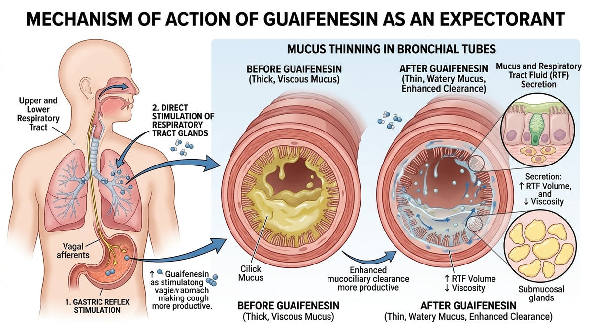The Pharmacology of Guaifenesin: How an Expectorant Works in the Body
